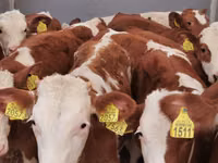 Bovine (lot, sex nespecificat), Simmental cattle — foto 6
