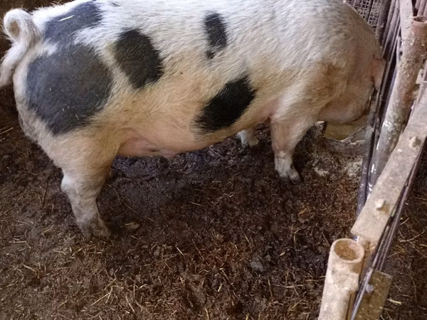 Vier, Porci