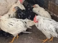 Chickens — 2-rasm