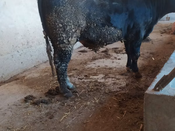 Buqa, Qoramol
