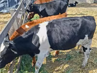 Kuh, Russian Black pied cattle — Foto 1