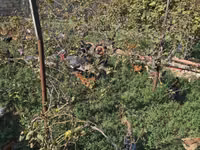 Chickens — foto 3