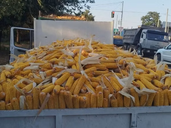 🌽🌽🌽Жугору Сатылат 🌽🌽🌽Продаю Кукурузу ✅✅✅качество 💯💯💯