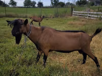 Țap, Alpine goat — foto 1
