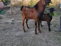 Țap, Nubian Goat — foto 1