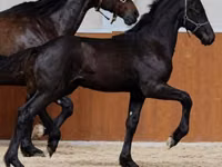 公马, Appaloosa — 照片 1