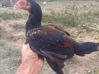 Chickens — foto 5