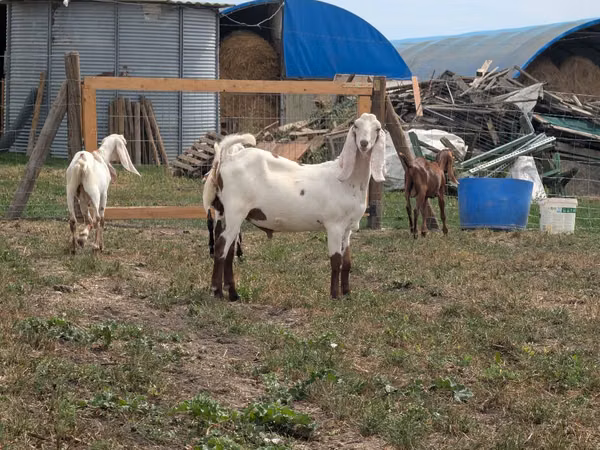 Ziegenbock, Nubian Goat — Republik Moldau