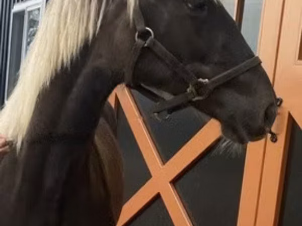Aygʻir, Rocky Mountain Horse
