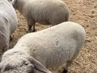 Qoʻchqor, Tsigai sheep — 2-rasm