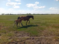 Jument, Kinsky horse — photo 6