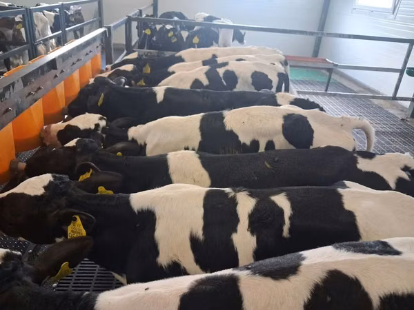 Bulle, Russian Black pied cattle