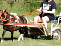 घोड़ा, Miniature horse — फ़ोटो 8