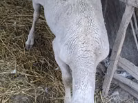 Berbec, Assaf sheep — foto 2