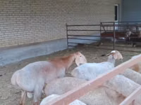 Carnero, Arashan sheep — foto 5