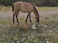 Iapă, Azerbaijan horse — foto 1
