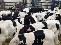 Touro, Raça Holstein — foto 3