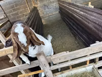 تيس, Beetal goats — الصورة 1
