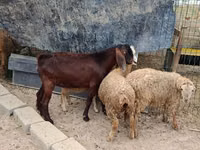 Țap, Damask goat — foto 2