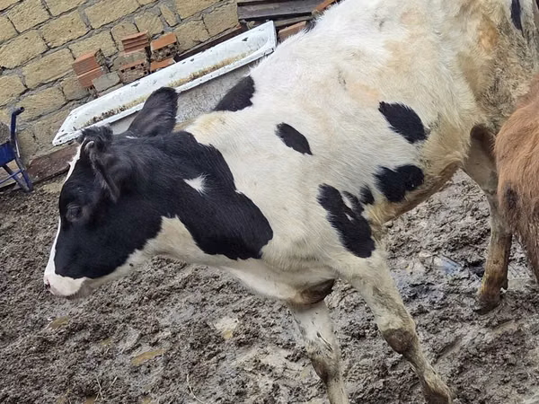 Vacă, Ukrainian Red Pied Dairy cattle