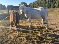 公马, Lipizzaner — 照片 7