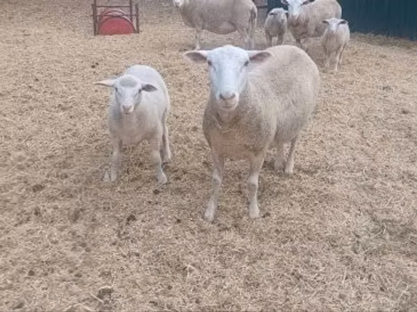 母羊, Sheep