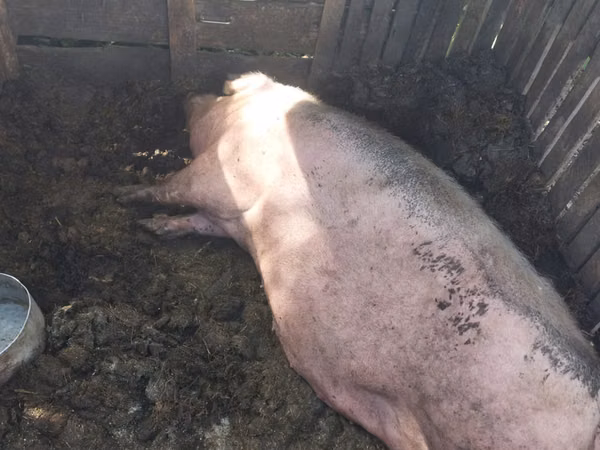 Scroafă, Porci