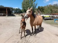 公马, Horses — 照片 2