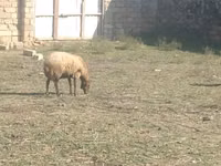 母羊, Sheep — 照片 4