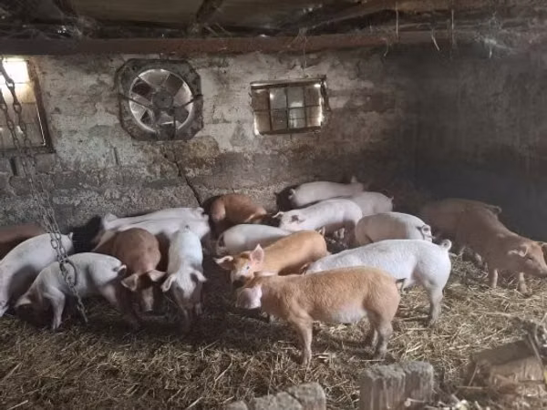 Scroafă, Porci