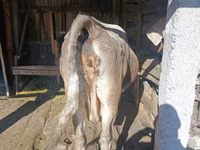 بقرة, Simmental cattle — الصورة 2