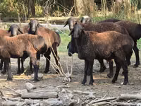 Carneiro, Blackheaded Persian sheep — foto 1