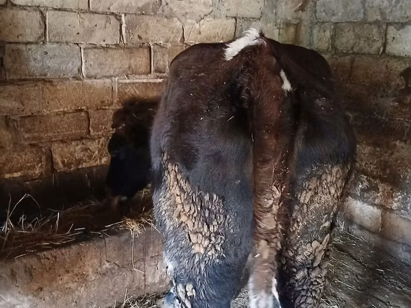 Cow, Cattle