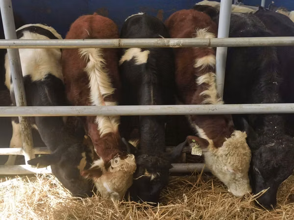 Taureau, Simmental cattle