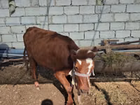 Cattle (batch, sex not specified), Simmental cattle — photo 2