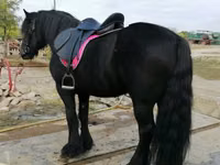 Hengst, Fell pony — Foto 6