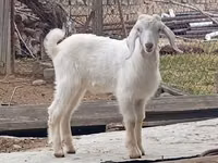 Taka, Damask goat — 3-rasm