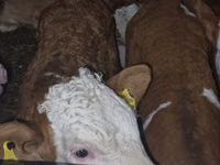 Rinder (Partie, Geschlecht nicht angegeben), Simmental cattle — Foto 4