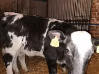 牛只（批次，未指定性别）, Simmental cattle — 照片 2