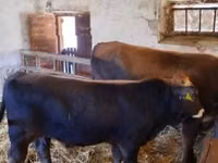Toro, Raza carpatiana marrón — foto 2