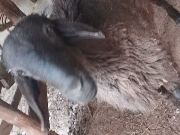 كبش, الأغنام