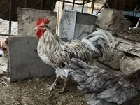 澳洲黑 — 照片 3