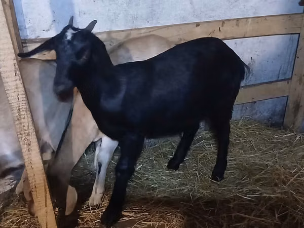 Capră, Nubian Goat