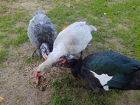 Guinea fowl — फ़ोटो 3