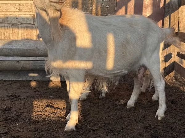 Capră, Saanen goat