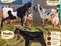 Ziege, Gembrong goats — Foto 1