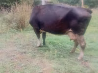 Toro, Ganado vacuno — foto 3