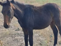 At, Thoroughbred horse — foto 1