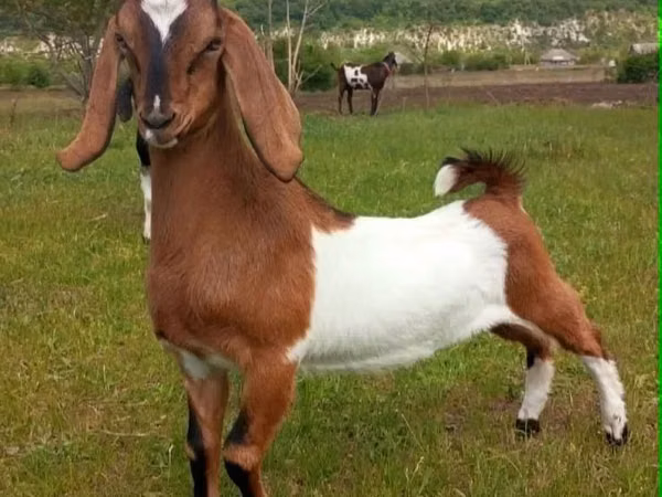 Cabro, Nubian Goat