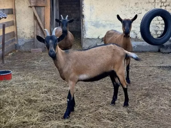 Goat, Alpine goat